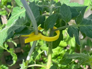 Tomatenpflanzenhalter