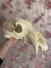 Cranium