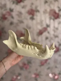 Jaw