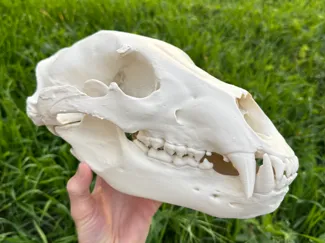 Grizzly Bear Skull