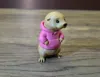 Otter in a hoodie, AMS