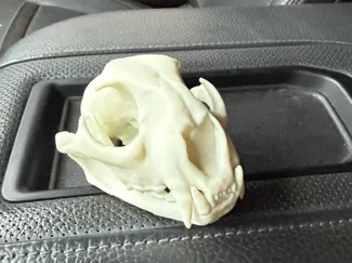 Mountain Lion Skull