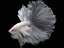 betta fish 2