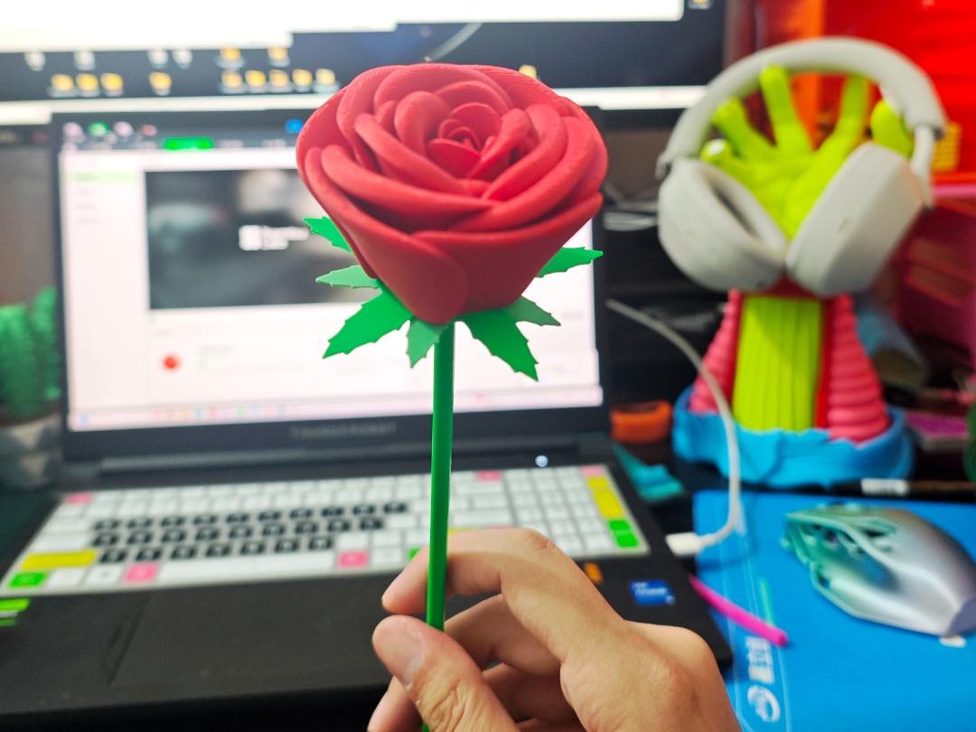 永不凋零的玫瑰花  盛开期
