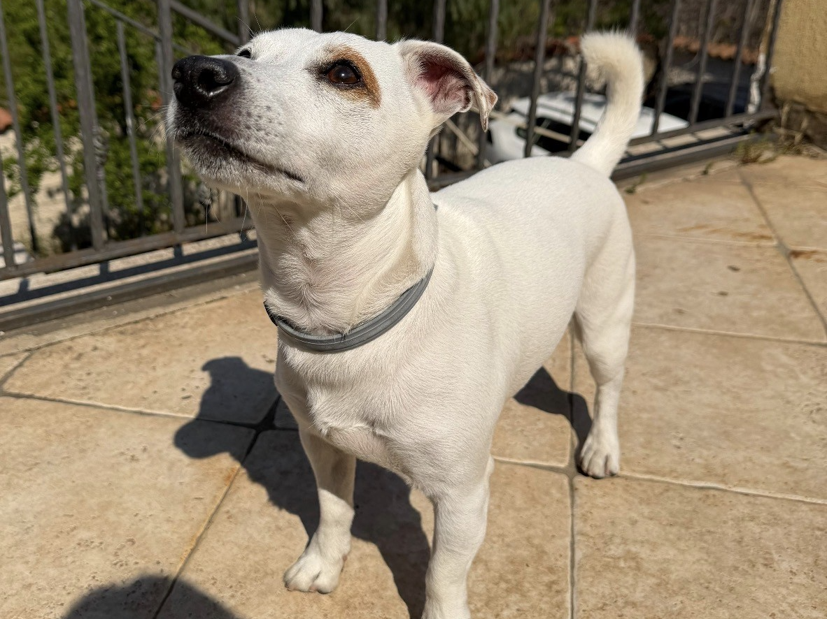 Jack Russell