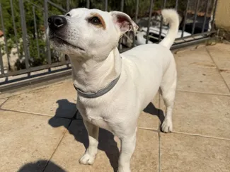 Jack Russell
