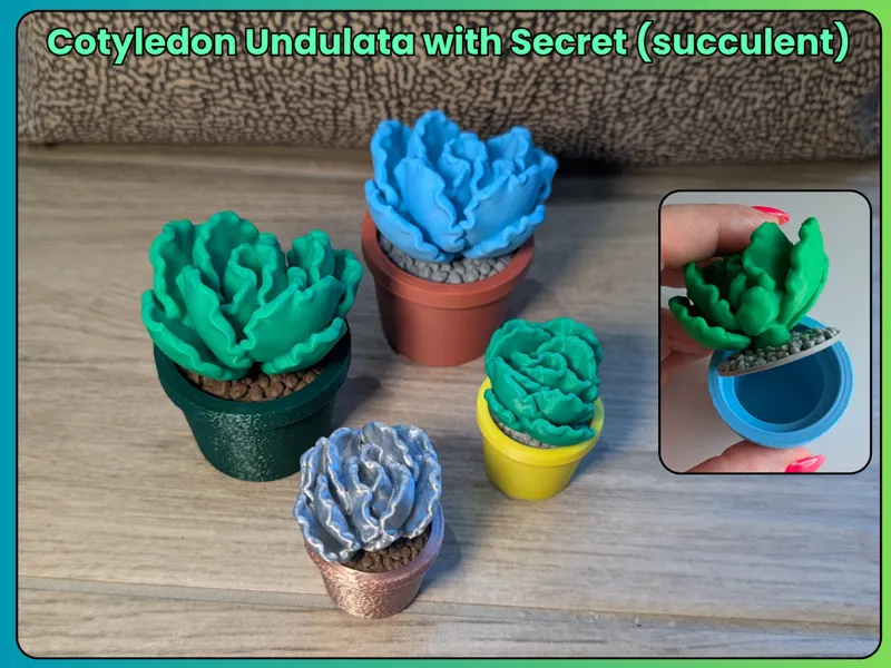 Cotyledon Undulata Plant with Secret (succulent)