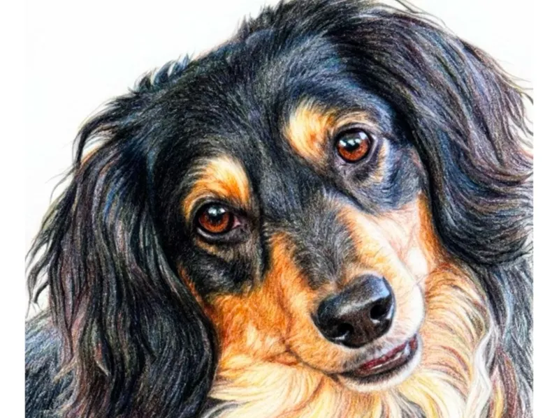 Dachshund