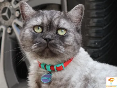 Customizable Cat Collar
