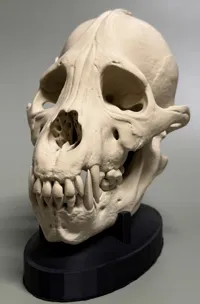 0.16mm layer, 3 walls, 15% infill 80%