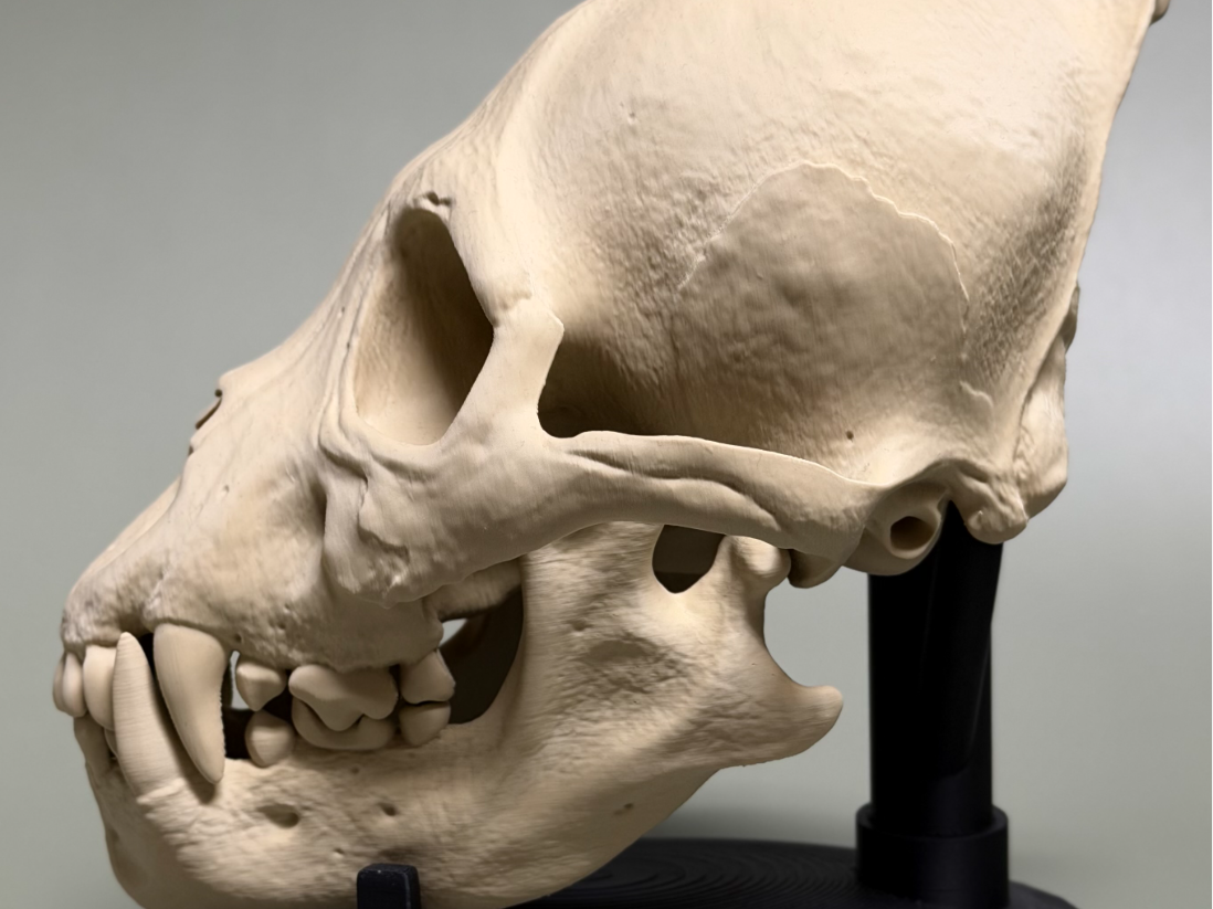 Hyperrealistic Werewolf Skull v2025