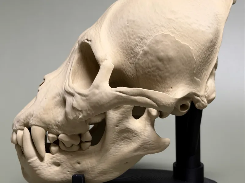 Hyperrealistic Werewolf Skull v2025