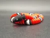 Milk-Snake / 50% Scale / 4-Filament-Multicolor