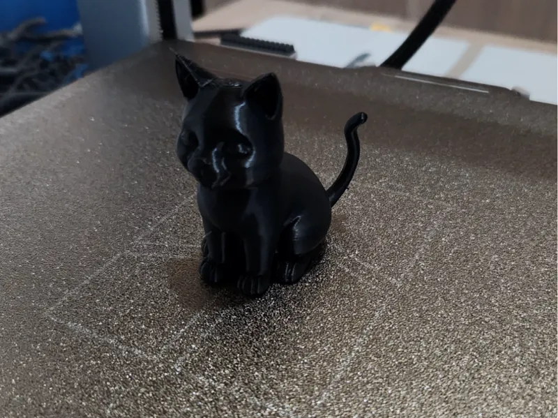 gato nuevo