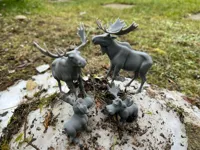 Famille d'élans arctiques — photo 2