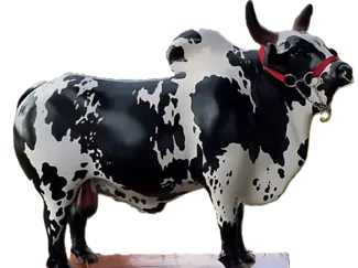 toroe
