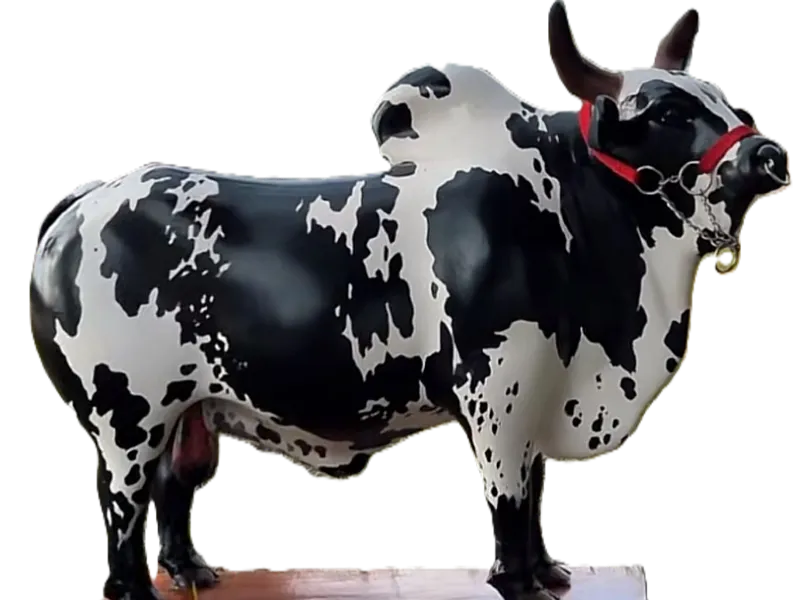 toroe