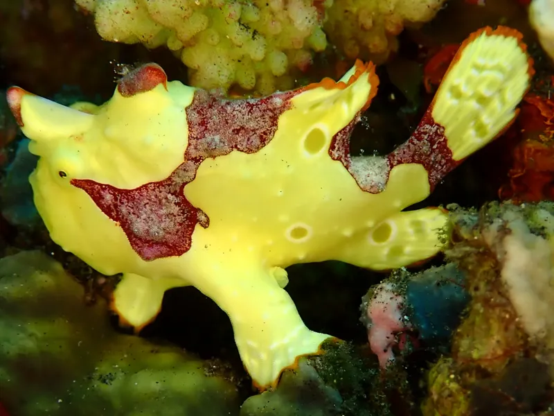 frog fish model 