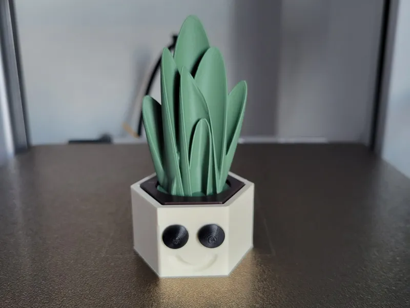 Dorothy The Dracaena (no AMS)