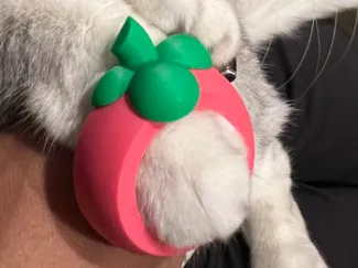 Cat Paw Mangosteen 貓手山竹