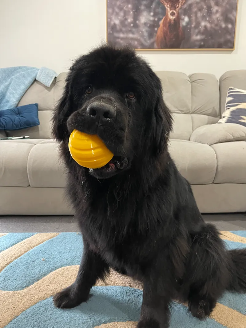 TPU Doggo Ball for all the best Bois and Girls
