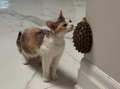 Durian Peel Corner Protector