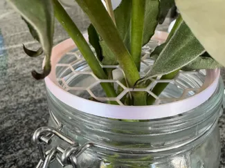 flower holder for vase花瓶口鲜花固定器
