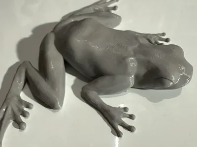Realistic Frog - With or Without Magnets