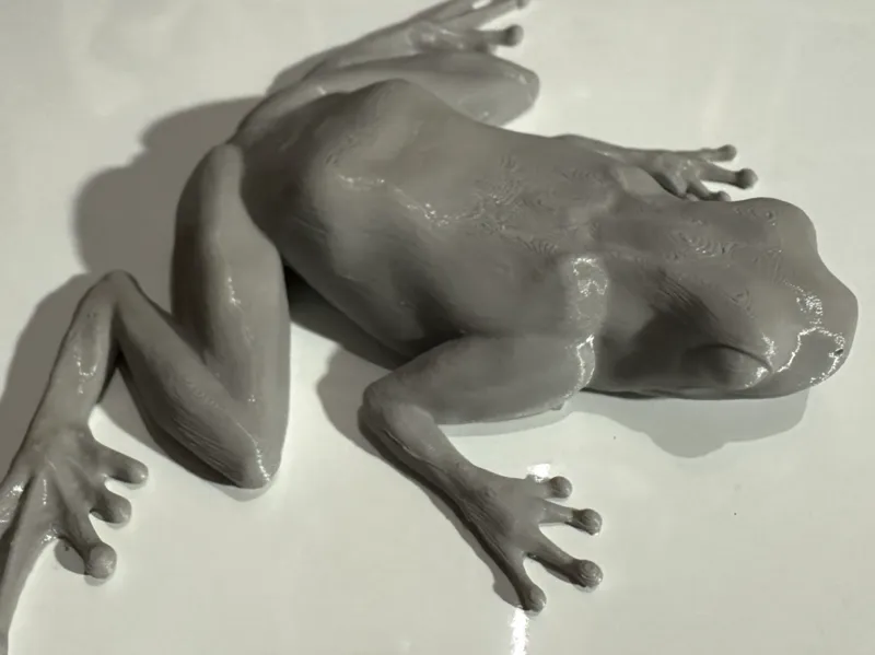 Realistic Frog - With or Without Magnets