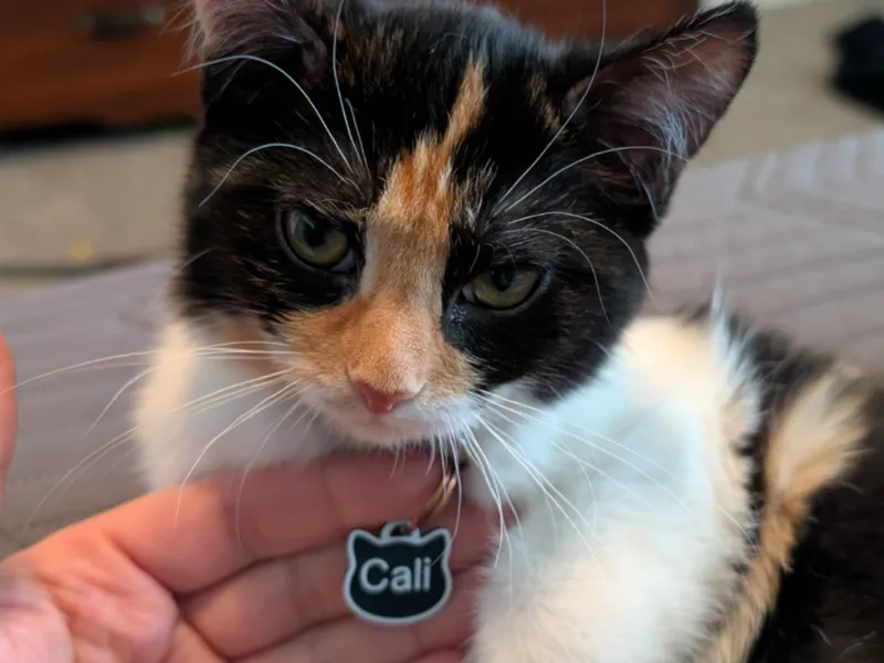 Kitty Cat Name Tag - Customize in the slicer. 