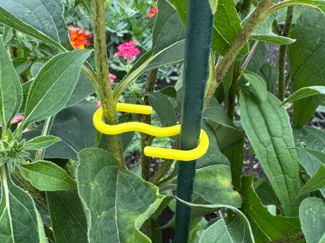 Plant Support Clip