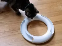 Circuit pour chat à balles de ping-pong — photo 1
