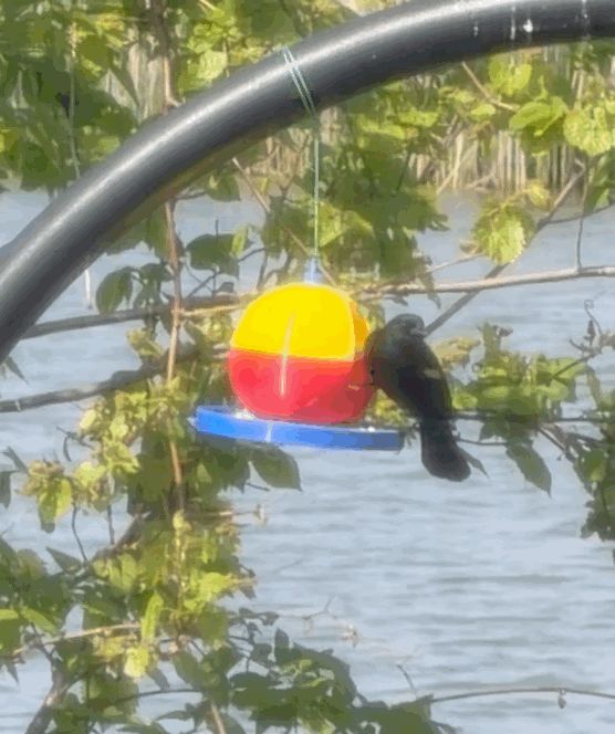 Fishing Bobber Hanging Bird Feeder