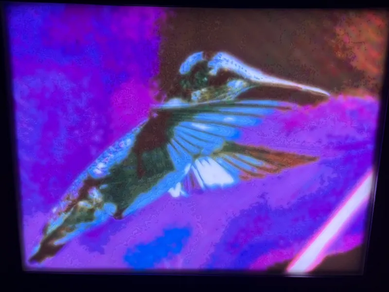 hummingbird light box