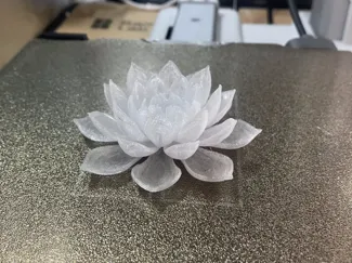 Water lily