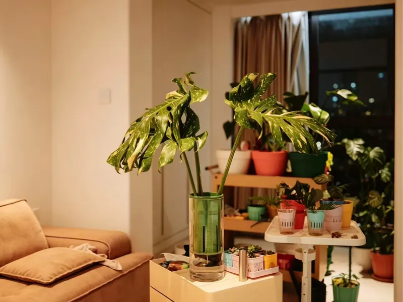 玻璃瓶水培定植篮｜可拆卸、125X300、100X135