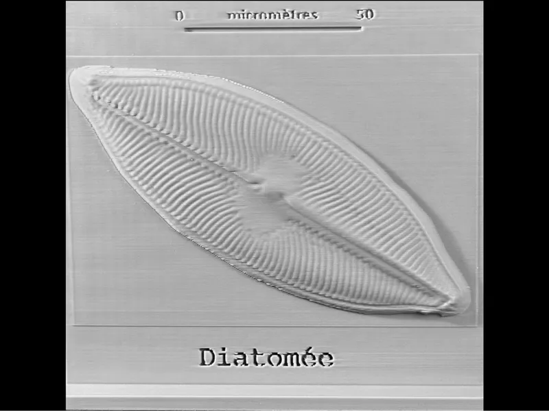 Projet microphotographies de diatomées