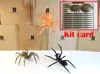 Spider 1 color - 3 sizes