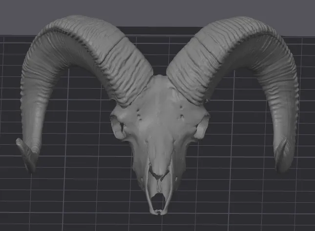 California Bighorn Sheep Skull