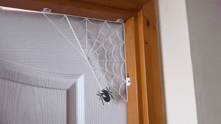 Halloween spider on the web