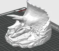 LARGE The Armored Titan Triceratops Fossil Matrix