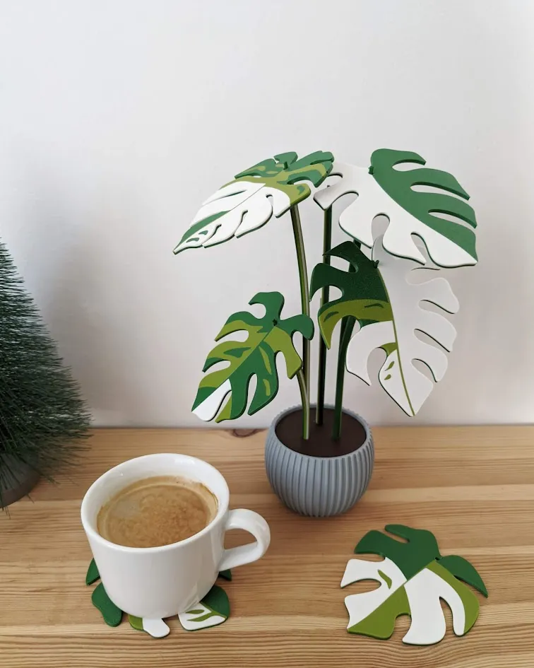 Monstera variegata plant with 6 leaf coasters view 3