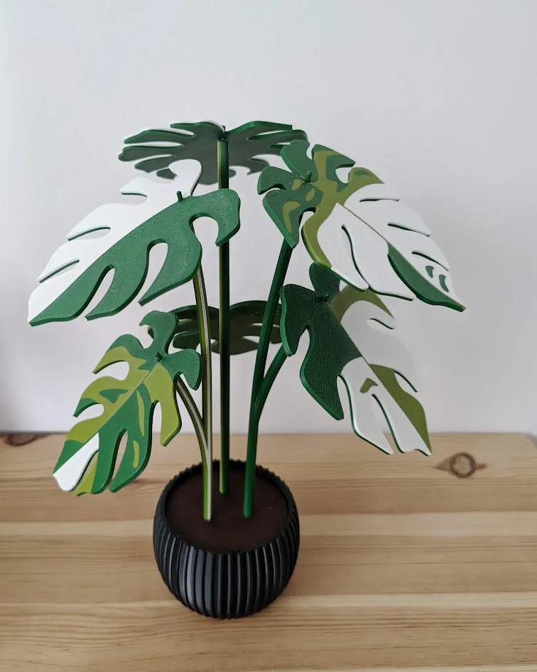 Monstera variegata plant with 6 leaf coasters view 4