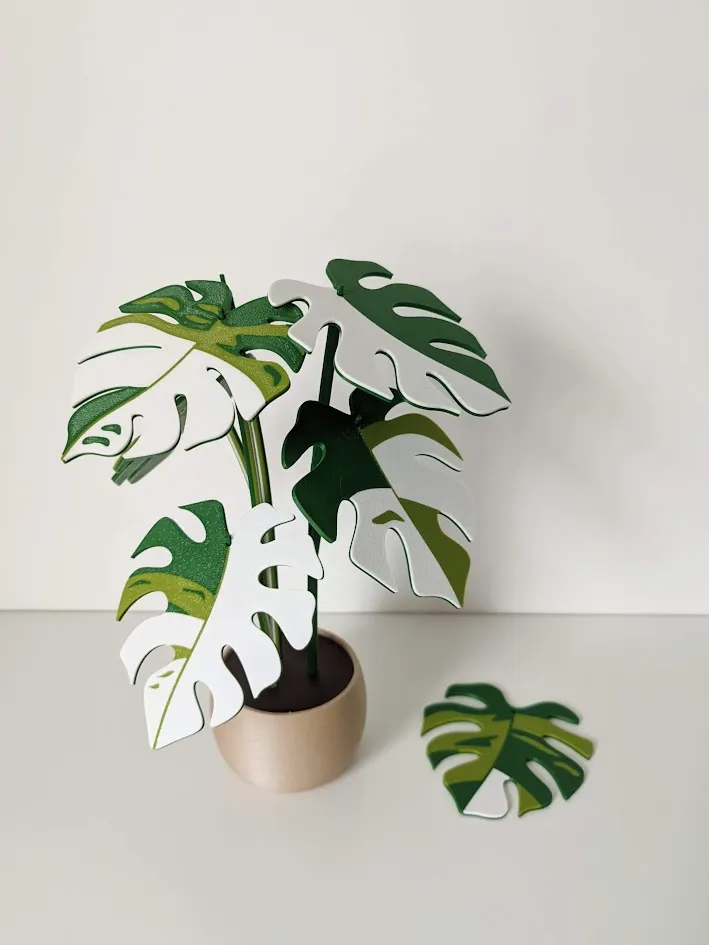 Monstera variegata plant with 6 leaf coasters view 2