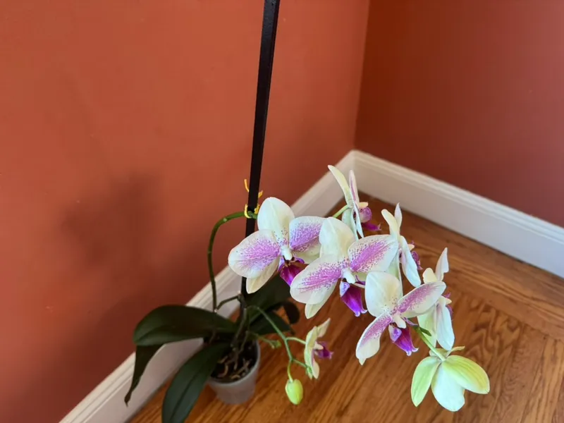 Stackable Orchid Support