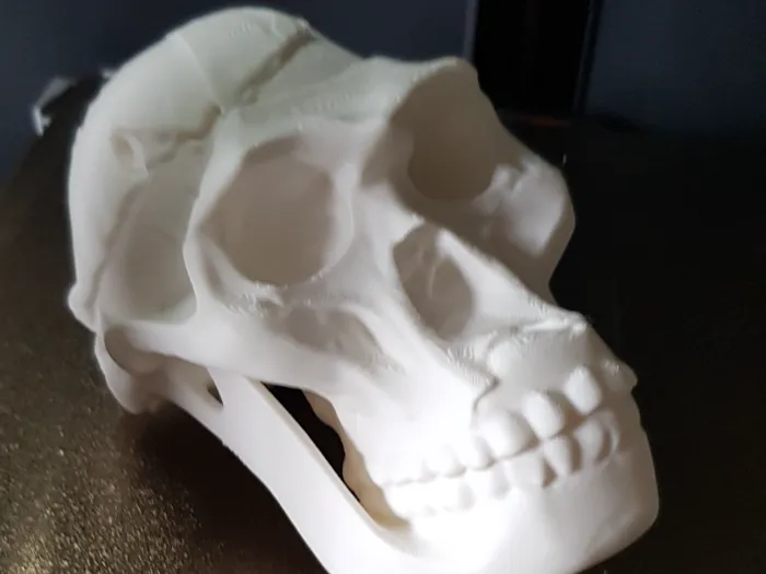 Skull Australopithecus Africanus