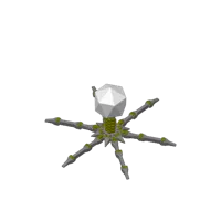 Bactériophage T4 articulé (sans support) — photo 2