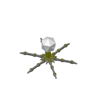 Bactériophage T4 articulé (sans support) — photo 5