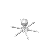 Bactériophage T4 articulé (sans support) — photo 6