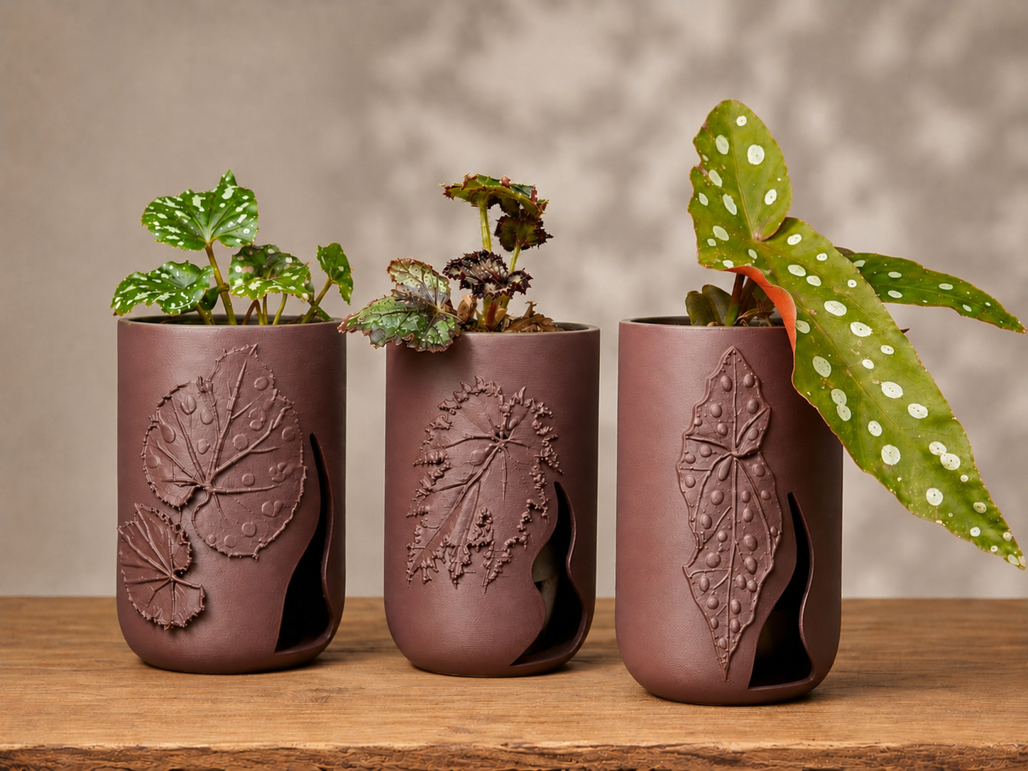 Begonien Set Trio – 3 von 3 Designs